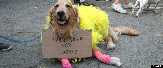 http://i.huffpost.com/gen/827508/thumbs/r-FUNNY-PET-COSTUMES-large570.jpg?5