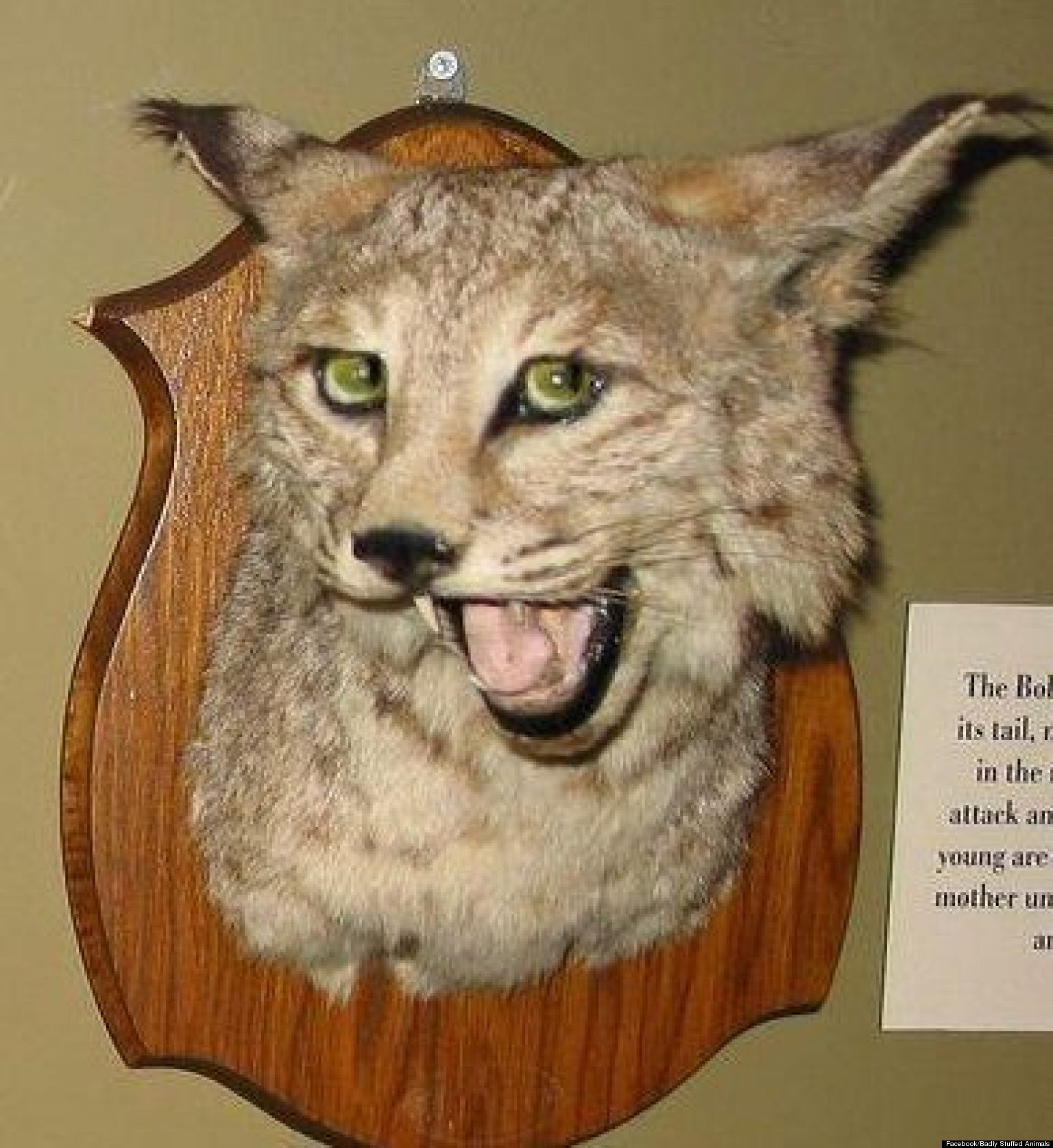 Hilariously Bad Taxidermy Celebrated On Facebook Where Badly Stuffed 