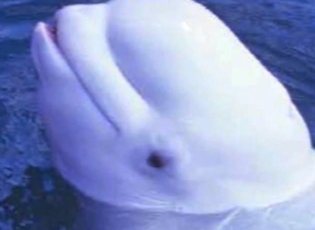 national marine mammal foundation