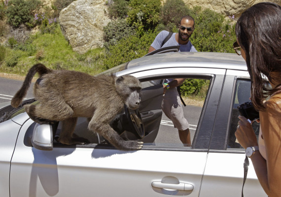 south_africa_baboons