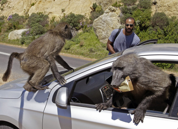 aptopix_south_africa_baboons