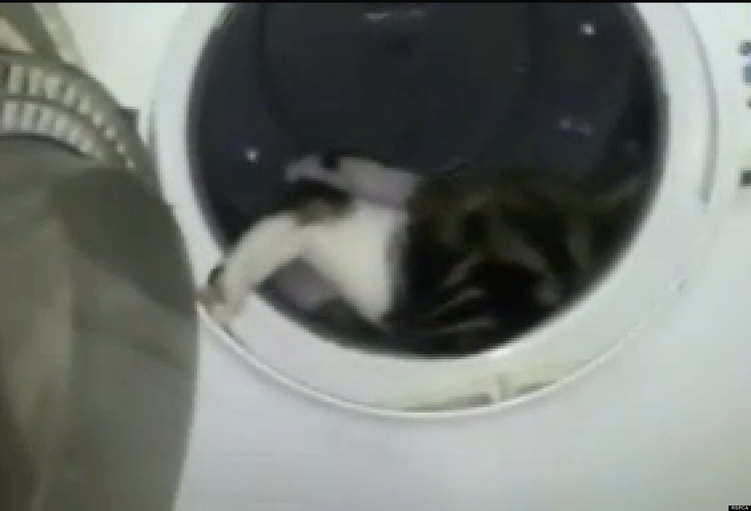 Allan Staughton Throws Princess The Cat In Dryer, Cries In UK Court