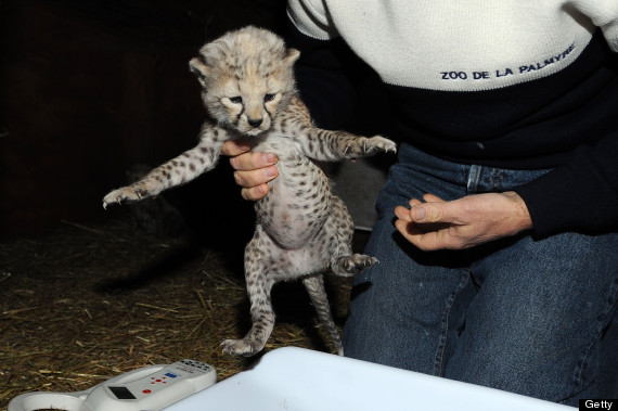 cheetah