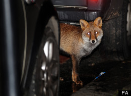Fox Steals Handbag, Then Returns It To Owner