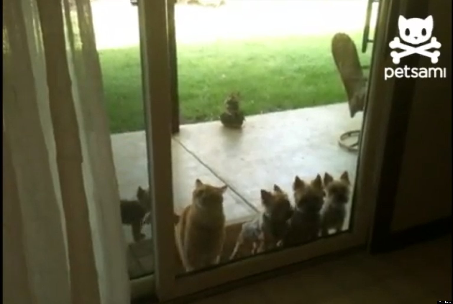 WellMannered Cat Opens Sliding Door For Dogs (VIDEO) HuffPost UK