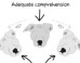 LOOK: The Science Of Dogs Explained