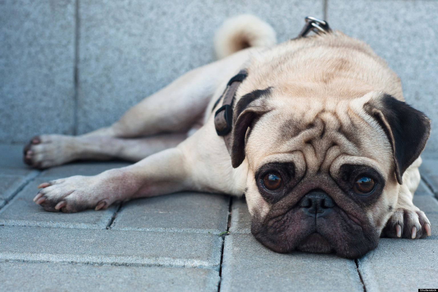 Quietest Dog Breeds Uk Quietest Dog Breeds Uk