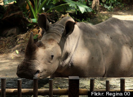 Virginia Could Ban Rhinos As Pets