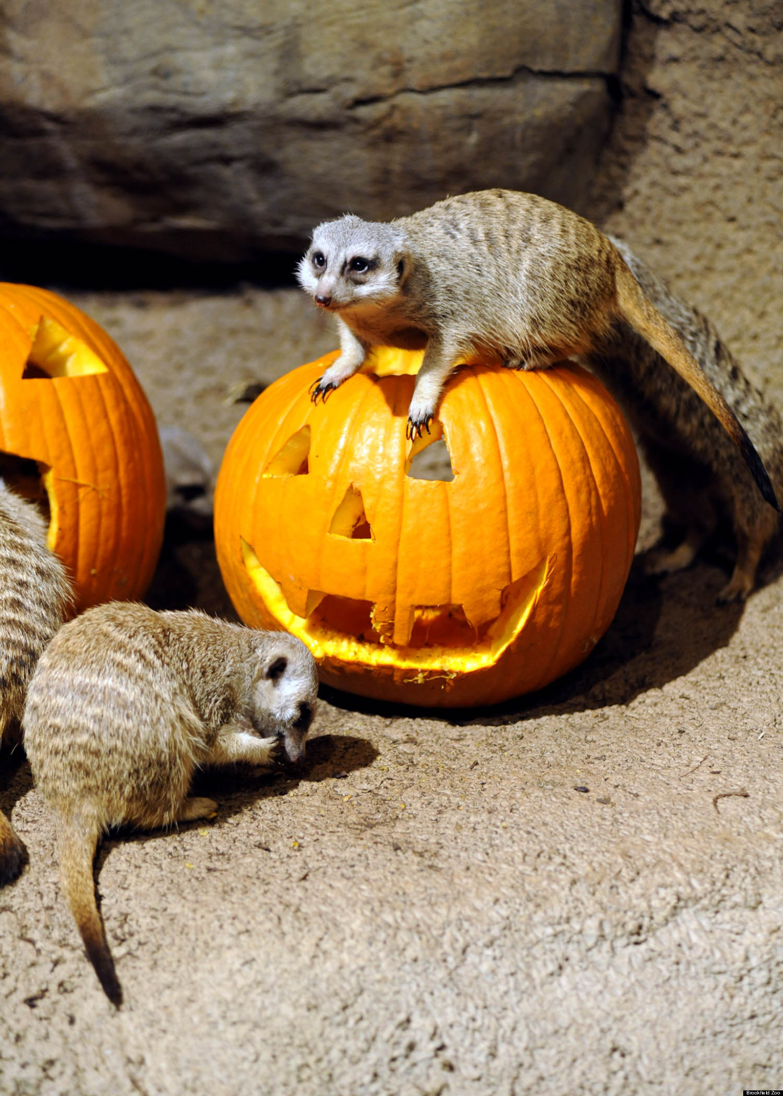 Brookfield Zoo Halloween Full Of Treats For Animals (PHOTOS) HuffPost