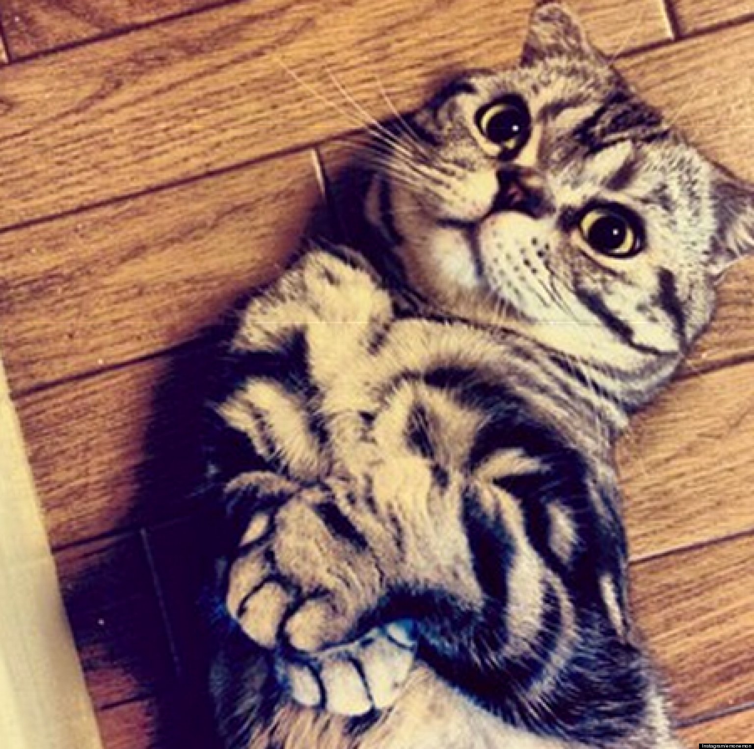 Is ShishiMaru, Scottish Fold Cat, The Newest Instagram Megastar