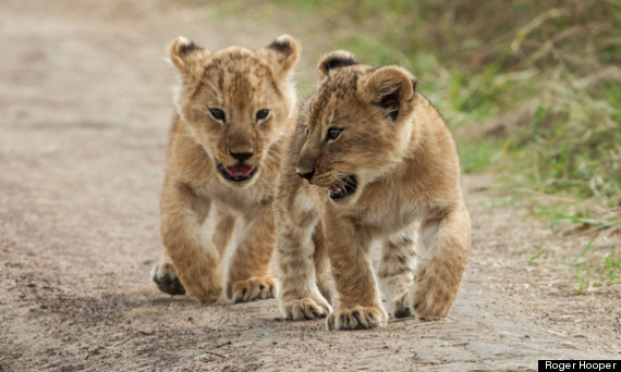 roger hooper lion cubs masai mara kenya