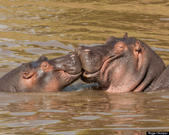 roger hooper hippos masai mara kenya