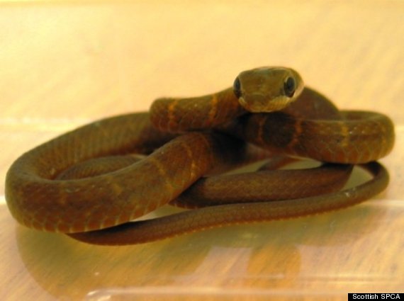 snakeplane1