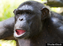 Las Vegas Activists Protest Backyard Chimp Permit