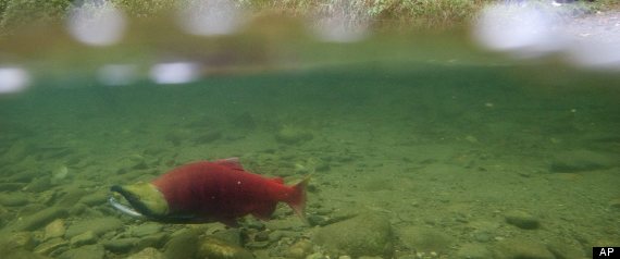 Sockeye Salmon Returns