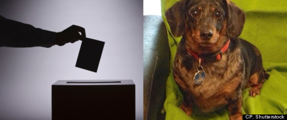 Dog Ballot