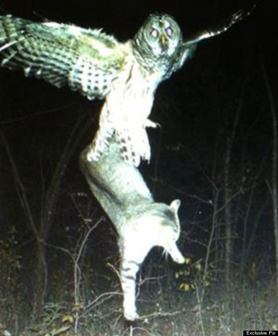 Amazing Photo Of Owl Catching A Cat To Eat (PICTURE)