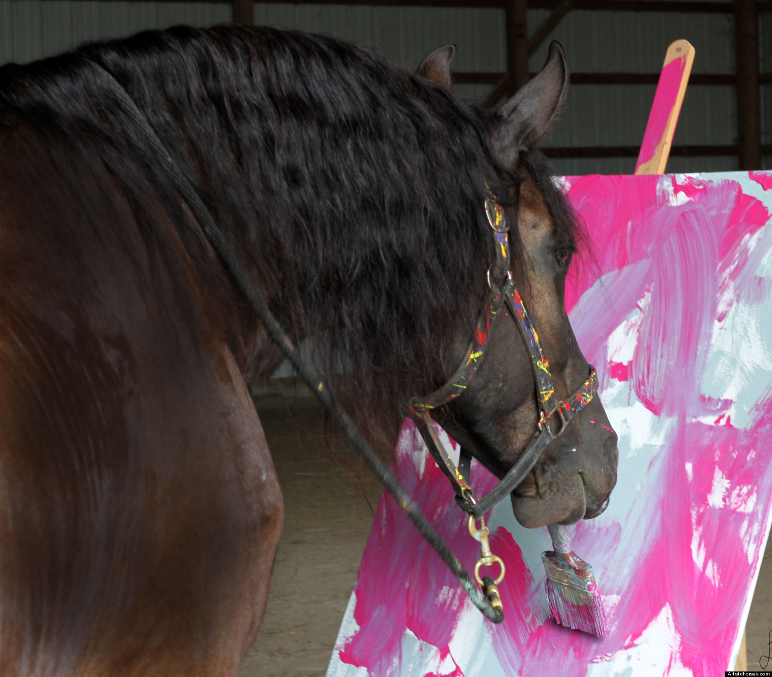 Justin The Artistic Horse Garners International Attention As The