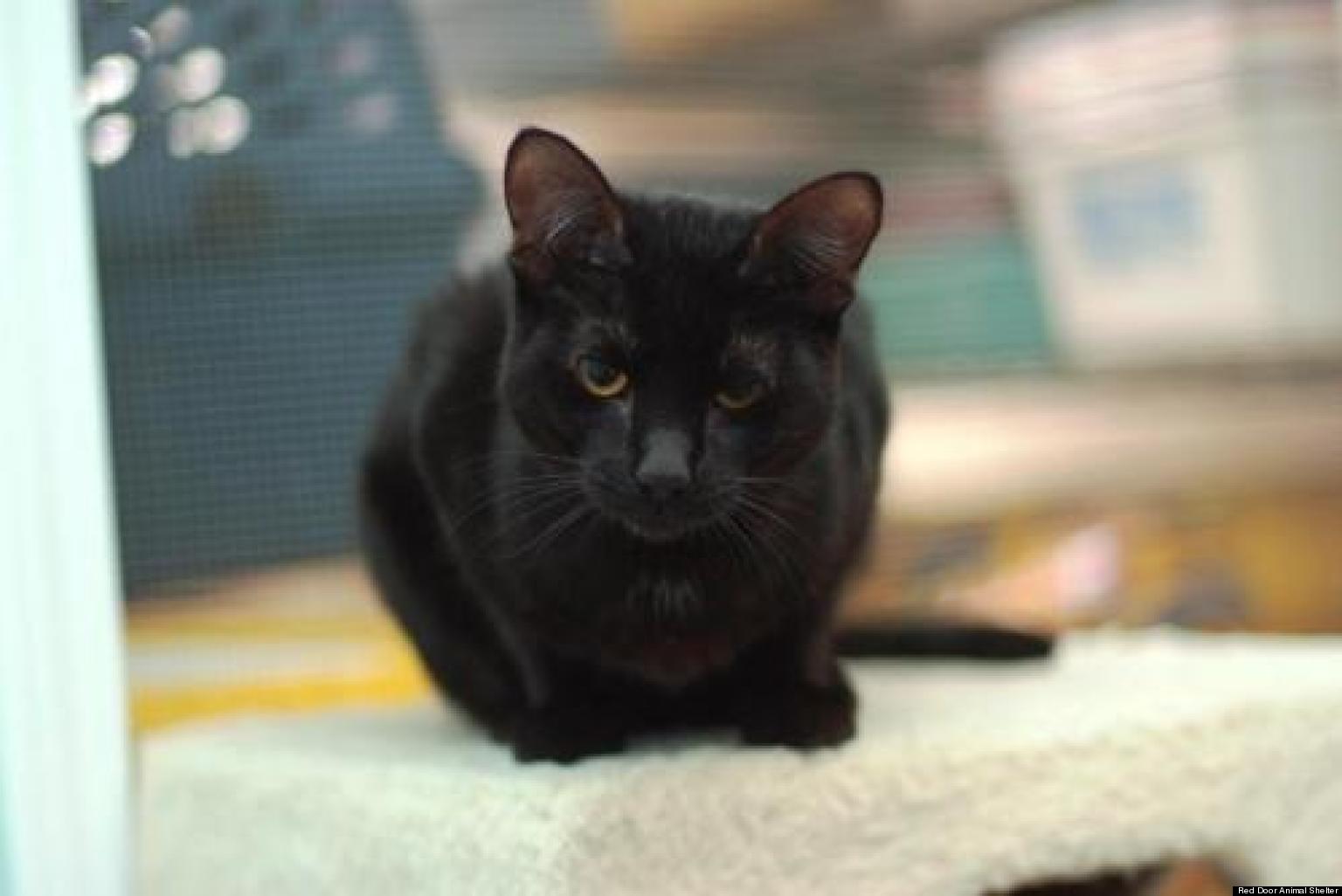 ChicagoArea Black Cats Up For Adoption (PHOTOS) HuffPost