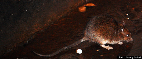 Hurricane Sandy Rats