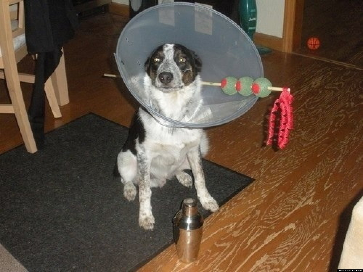 Dog's Cone Of Shame Halloween Costume Makes The Best Of Things (PHOTO
