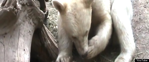 Spirit Bear