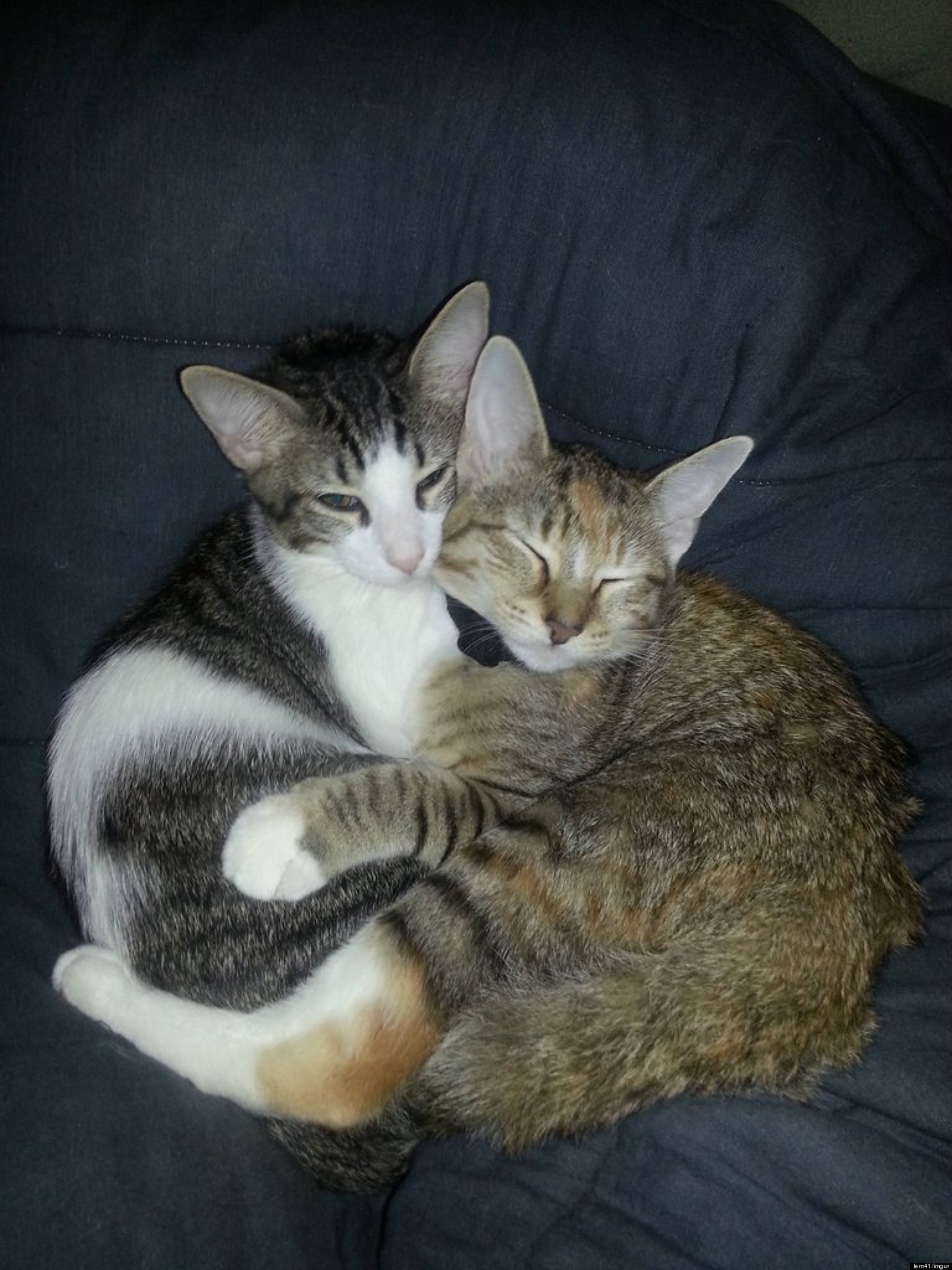 'Married' Cats: Male Cat Stays By Female Cat's Side In Sickness And