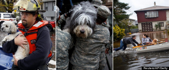 Animal Rescues Sandy