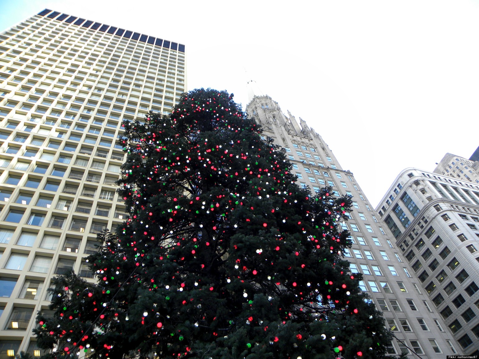 Daley Plaza Christmas Tree Selected While Macy's Walnut Room Tree