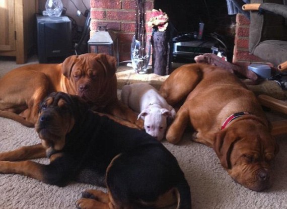 gloria knowles dogs