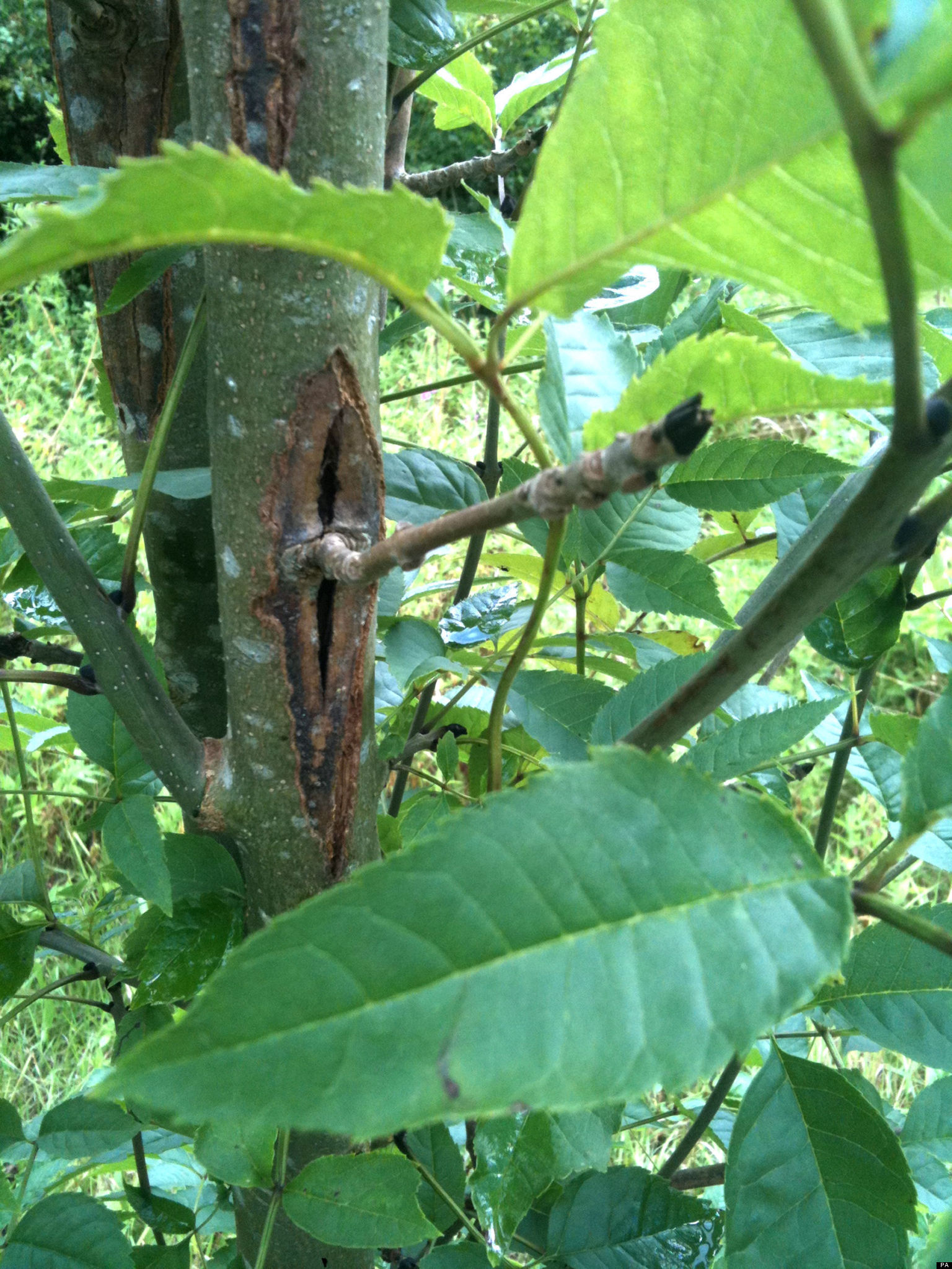 Disease Killing Ash Trees Leads Government To Call Crisis Meeting