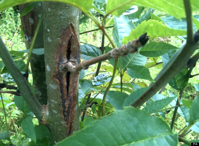 ash tree disease