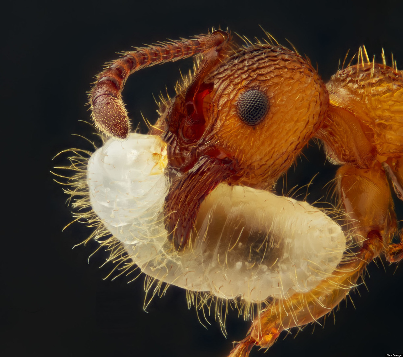 Nikon Small World 2012 Photomicrography Competition Winners Announced