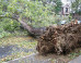 Art World Raises Funds For Sandy Relief