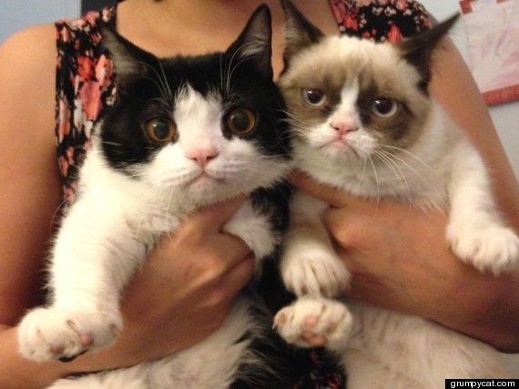 [Image: o-GRUMPY-CAT-BROTHER-POKEY-570.jpg?4]