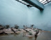 The Tragic World Of Zoo Habitats