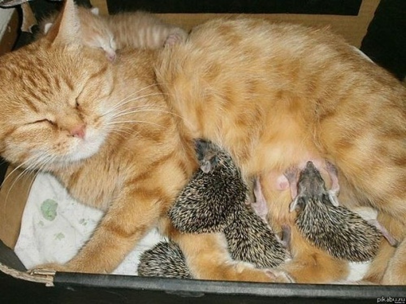 Cat Adopts Hedgehog Babies (VIDEO/PHOTOS) HuffPost