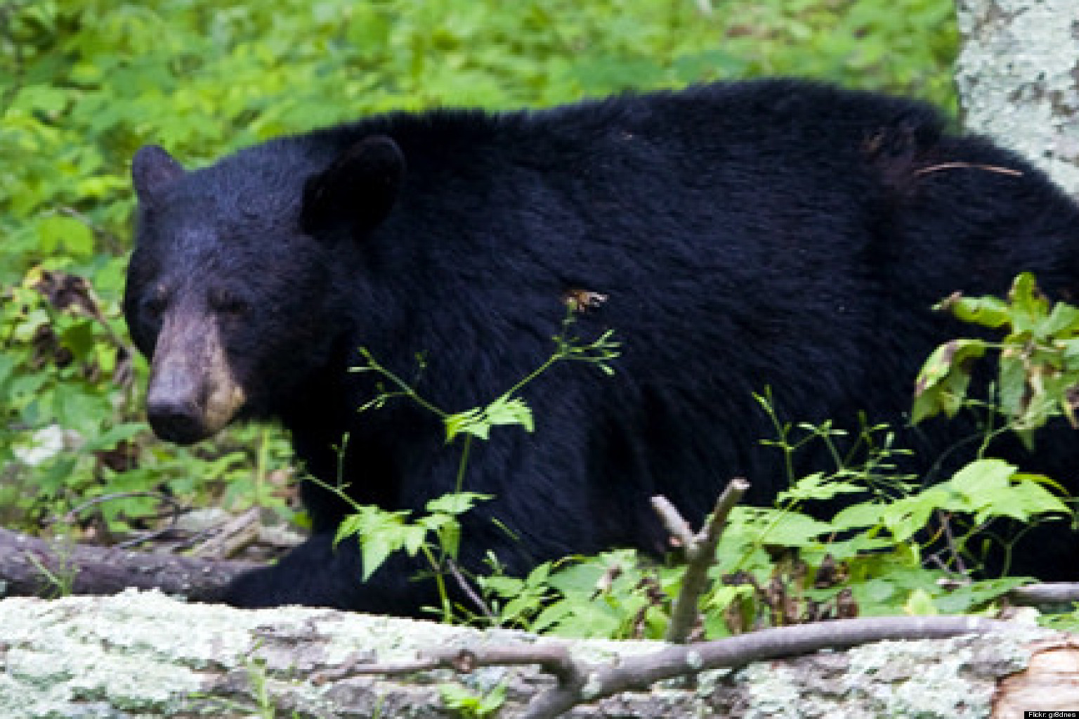 Maryland Black Bear Hunting Arrests Grow, 22 Hunters Have Firearms Confiscated, Face Fines1536 x 1023
