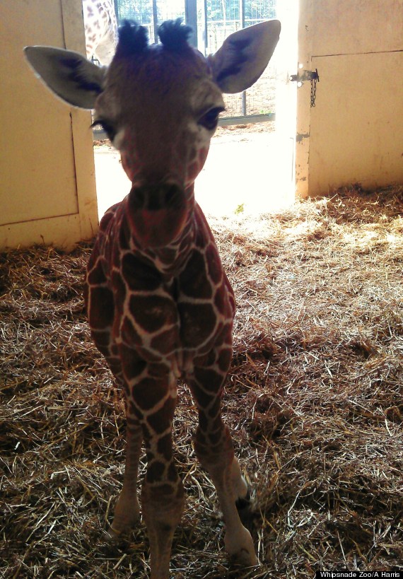 baby giraffe