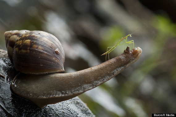 bm_snail_01292349