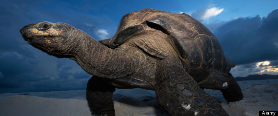 Tortoise