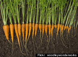 Don't Eat That Carrot! Play It