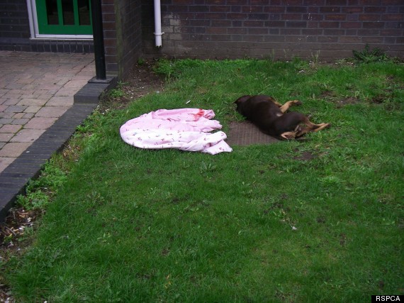 dead dog