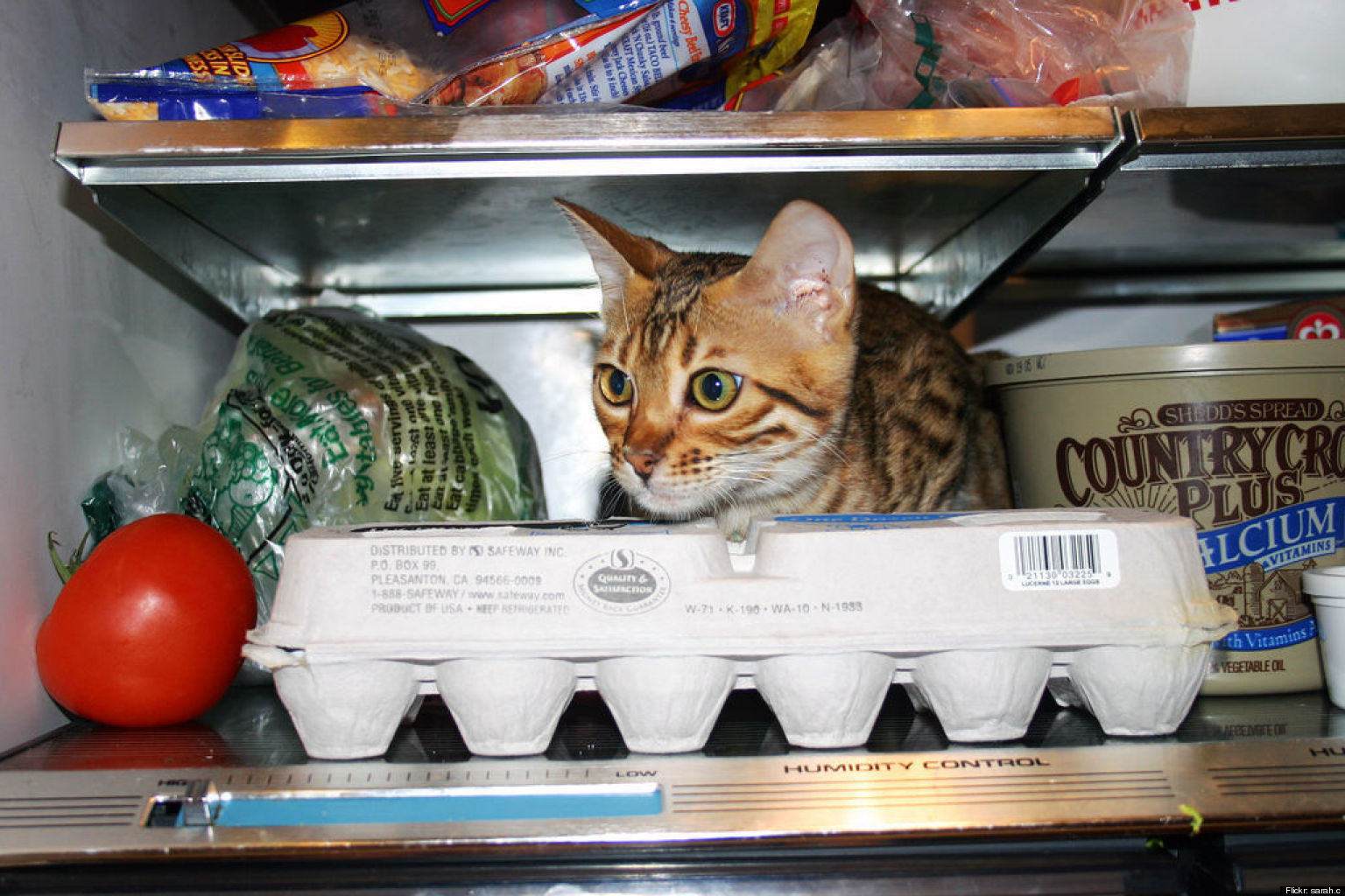 Cute Cat Pics Inside The Fridge (PHOTOS) HuffPost