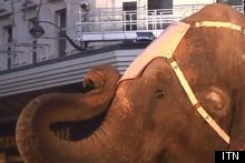 When Is An Elephant A High Roller? When It's Wearing Mother Flipping Louis Vuitton