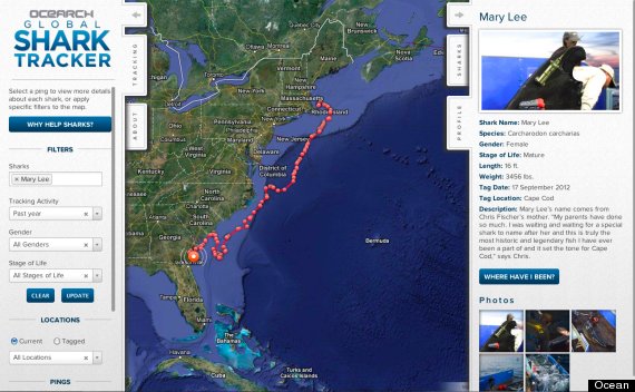 mary lee shark tracker