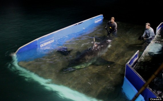 great white shark tracker