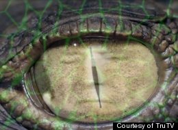 Is The Reptilian Conspiracy Theory Real?