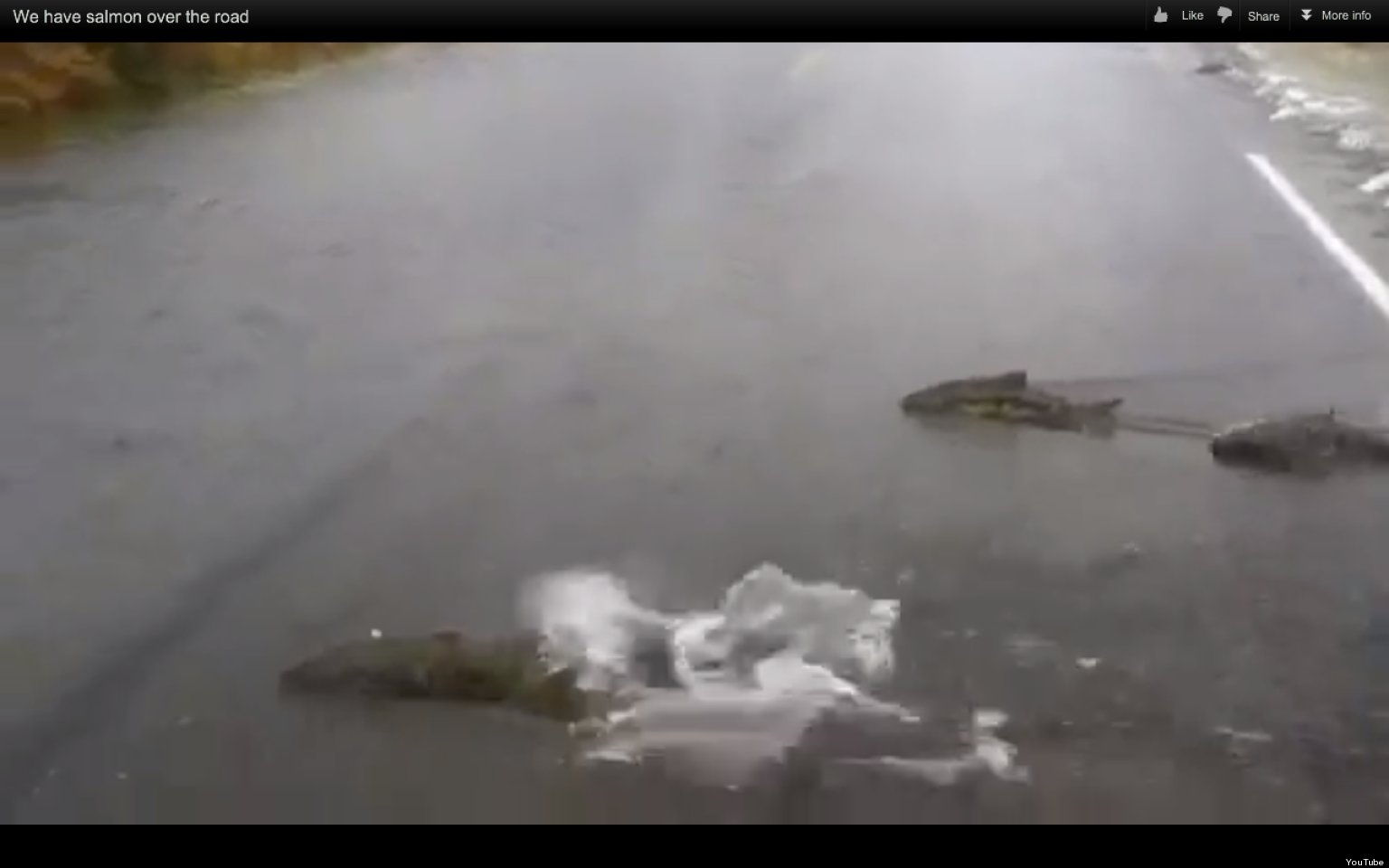 Salmon Swim Across Flooded Washington State Road In Yearly, Sometimes