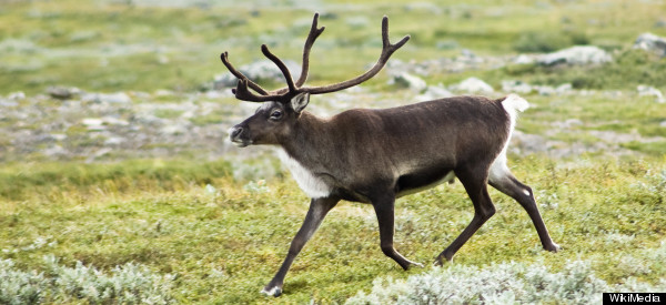 Requiem pour le caribou de Val-d'Or
